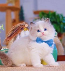 请和我老公结婚吧上热搜